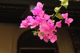 脆蜜金柑為什么只開(kāi)花不結(jié)果（脆蜜金柑幼樹(shù)水肥管理）