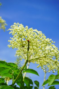 柑橘潰瘍病農(nóng)藥殺菌劑（柑橘潰瘍細(xì)菌用藥大全）