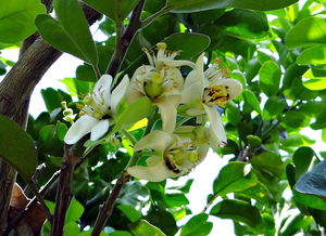 柑橘類種植方法技術(shù)（柑橘類種植方法技術(shù)視頻）