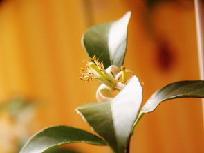 家中為何不能種橘子樹(shù)桂花樹(shù)原因（家里能不能種橘子樹(shù)）