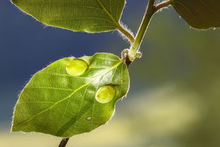 柑橘儲(chǔ)藏期蟲(chóng)害（柑橘貯藏期病害）