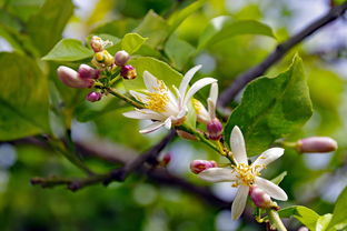春見(jiàn)柑橘苗栽培技術(shù)管理視頻（春見(jiàn)柑橘苗價(jià)格）