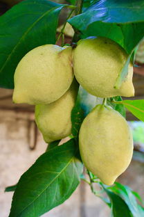 柑橘樹(shù)常用農(nóng)藥什么（柑橘的農(nóng)藥）