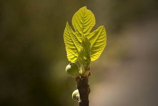 怎么嫁接柑子果樹（夏季嫁接柑橘樹視頻）
