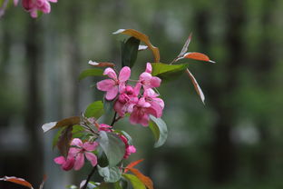 春天桔子樹嫁接技術(shù)視頻（桔子樹嫁接怎么嫁接）