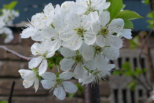柑橘樹開花時(shí)期修剪技術(shù)視頻教學(xué)（柑橘樹修剪教你個(gè)土辦法）