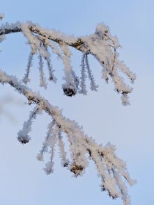 柑王為什么沒(méi)有白霜（柑王為什么沒(méi)有白霜了）