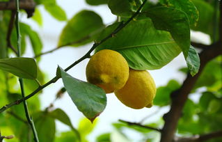 柑橘種植前落果技術(shù)指導(dǎo)（柑桔落果）