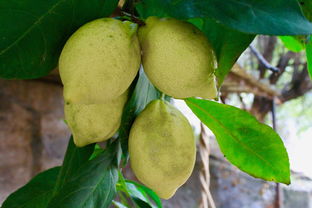 柑橘樹(shù)滴灌技術(shù)（柑橘樹(shù)滴灌技術(shù)規(guī)范）